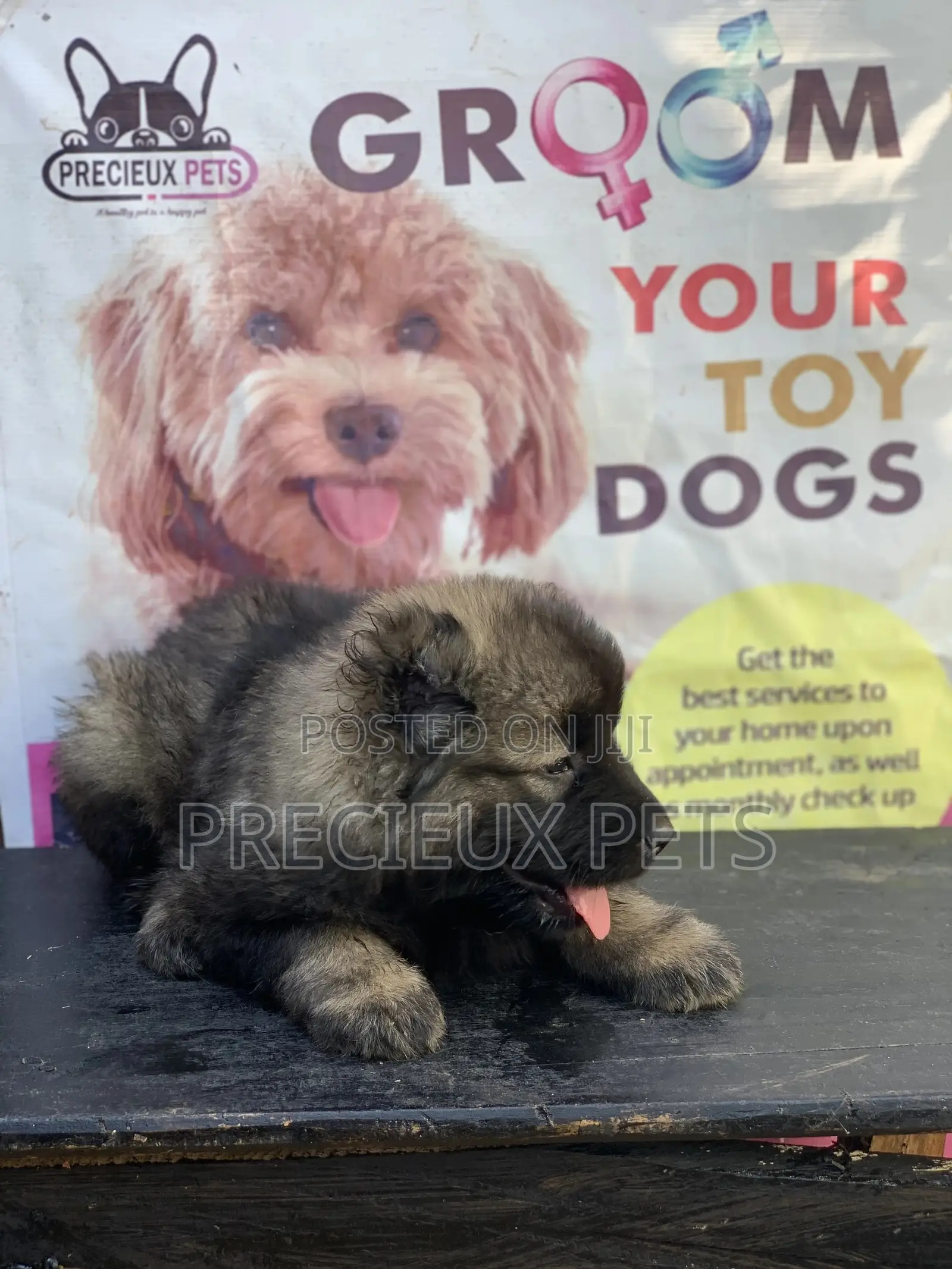 1-3 months Female Purebred Caucasian Shepherd