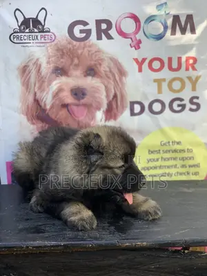 1-3 months Female Purebred Caucasian Shepherd