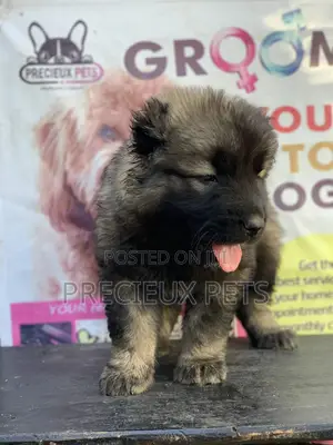 1-3 months Female Purebred Caucasian Shepherd