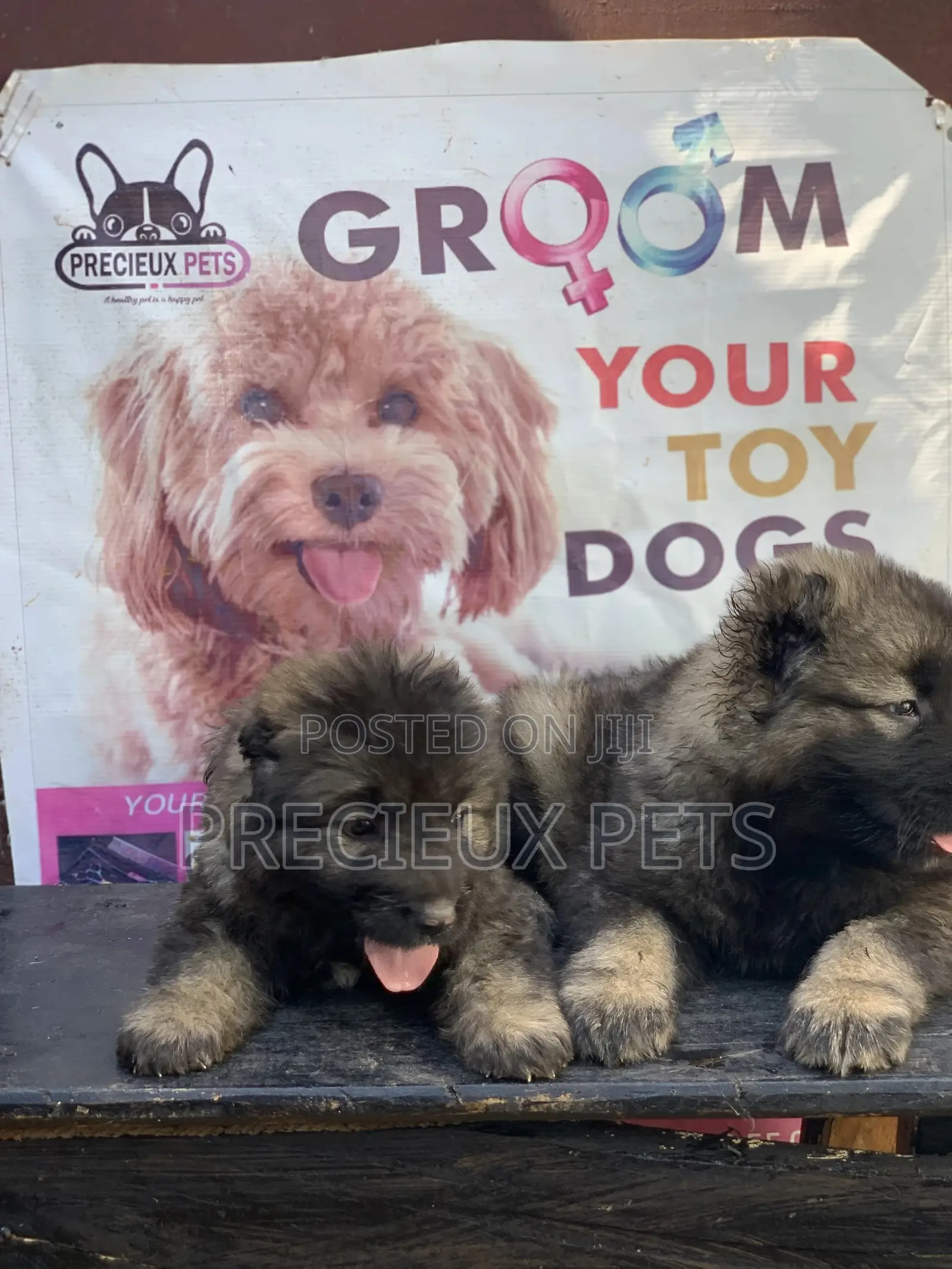 1-3 months Female Purebred Caucasian Shepherd