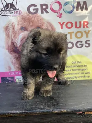 1-3 months Female Purebred Caucasian Shepherd