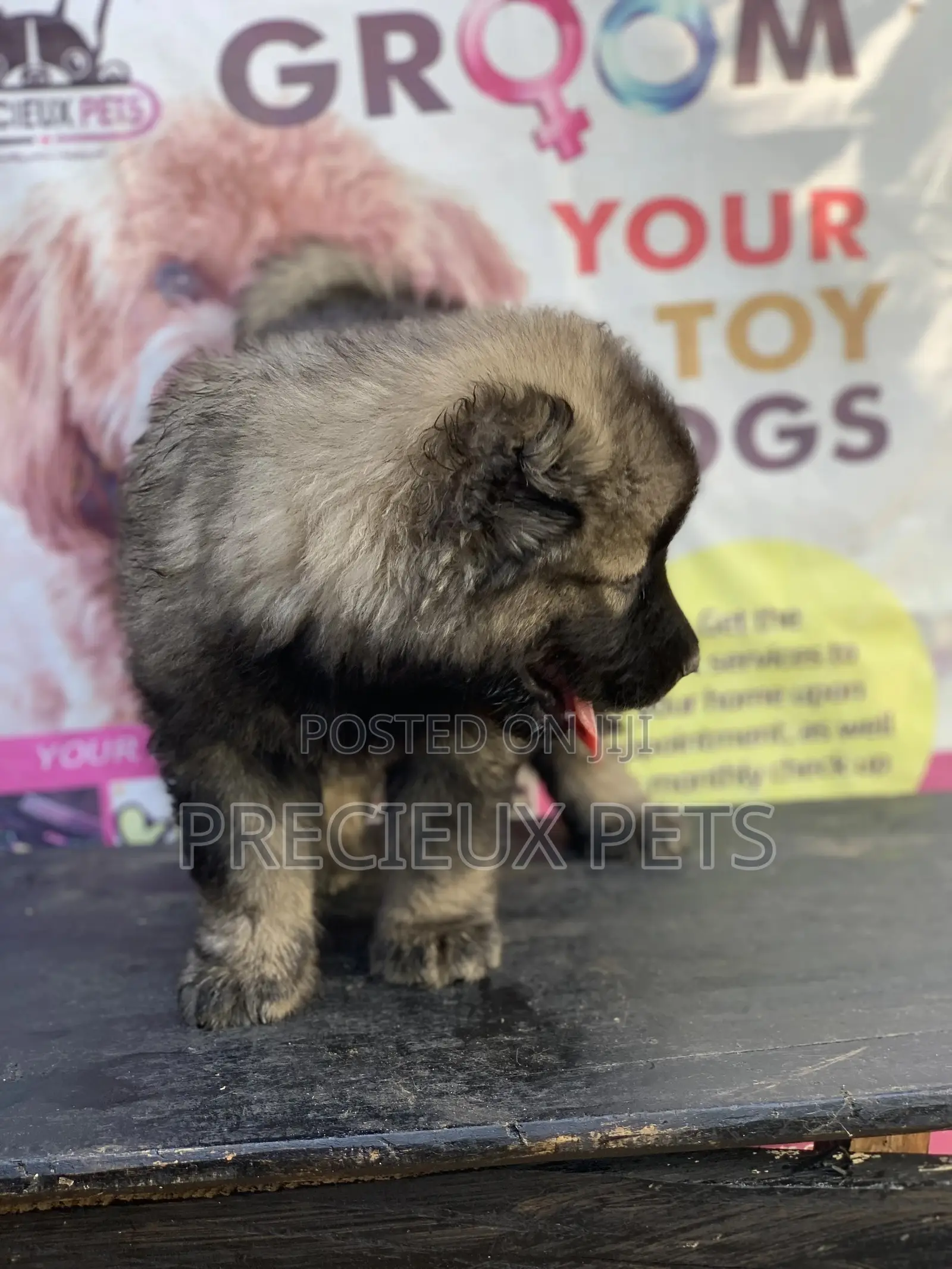 1-3 months Female Purebred Caucasian Shepherd