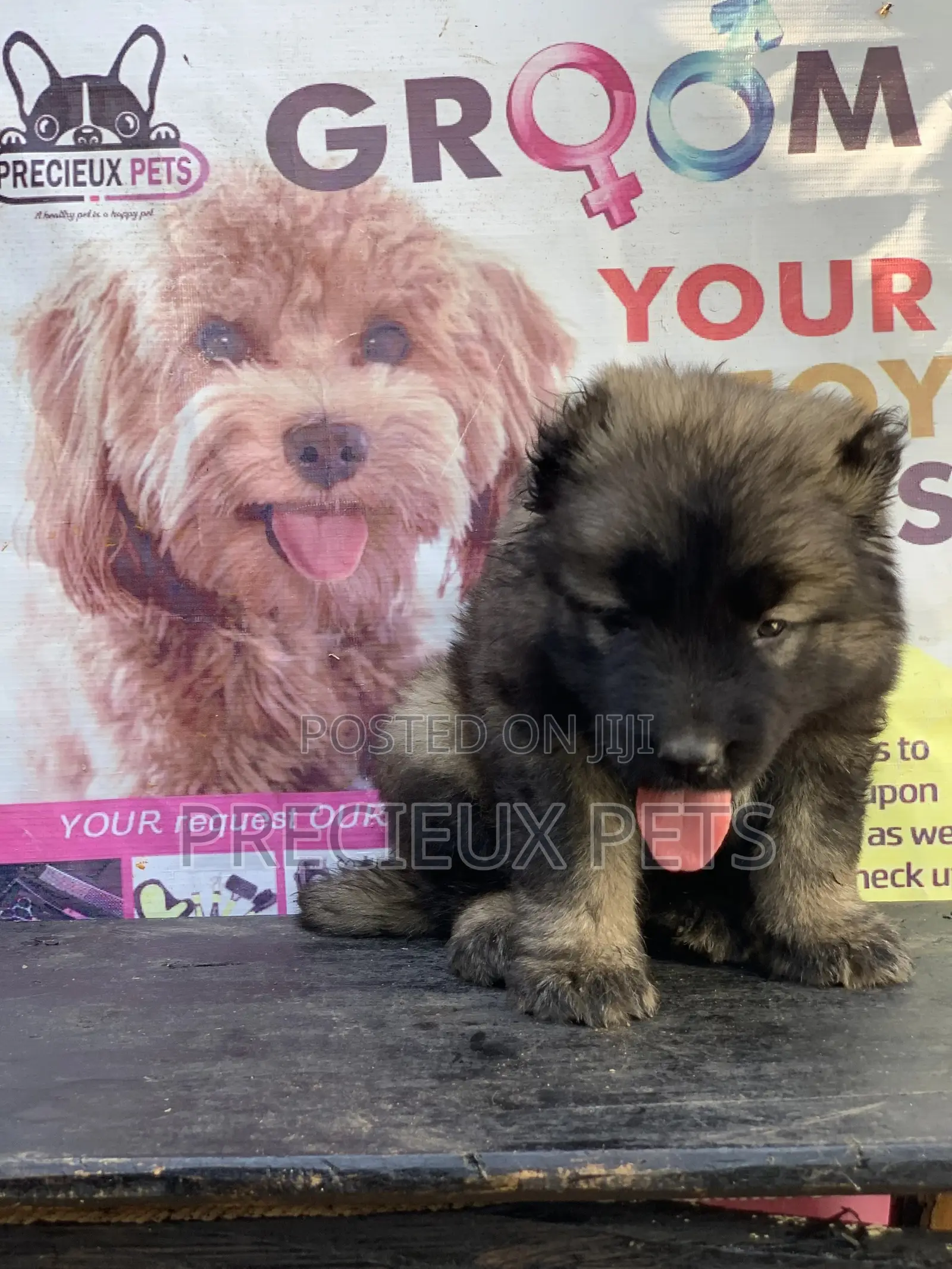1-3 months Female Purebred Caucasian Shepherd