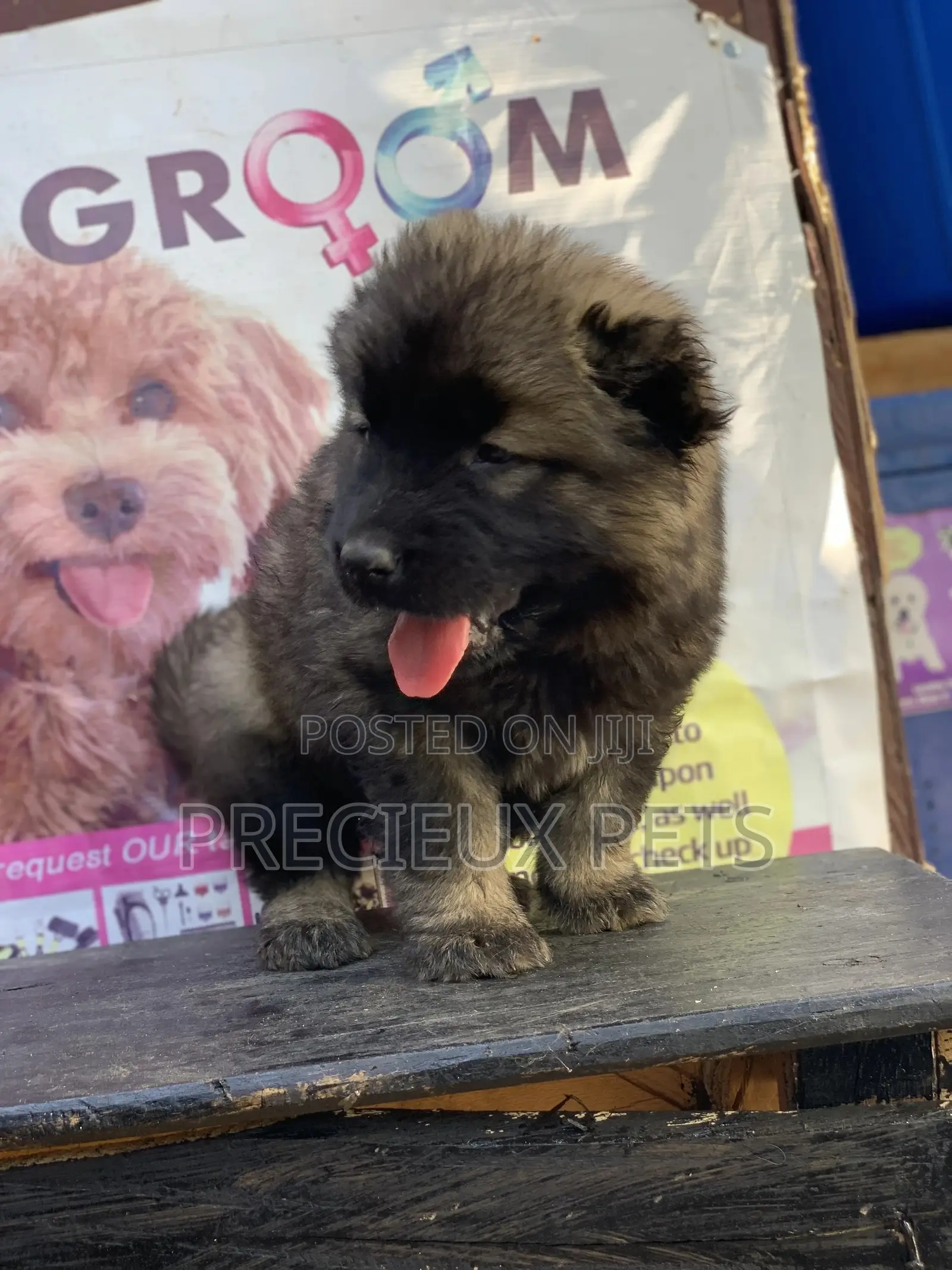 1-3 months Female Purebred Caucasian Shepherd