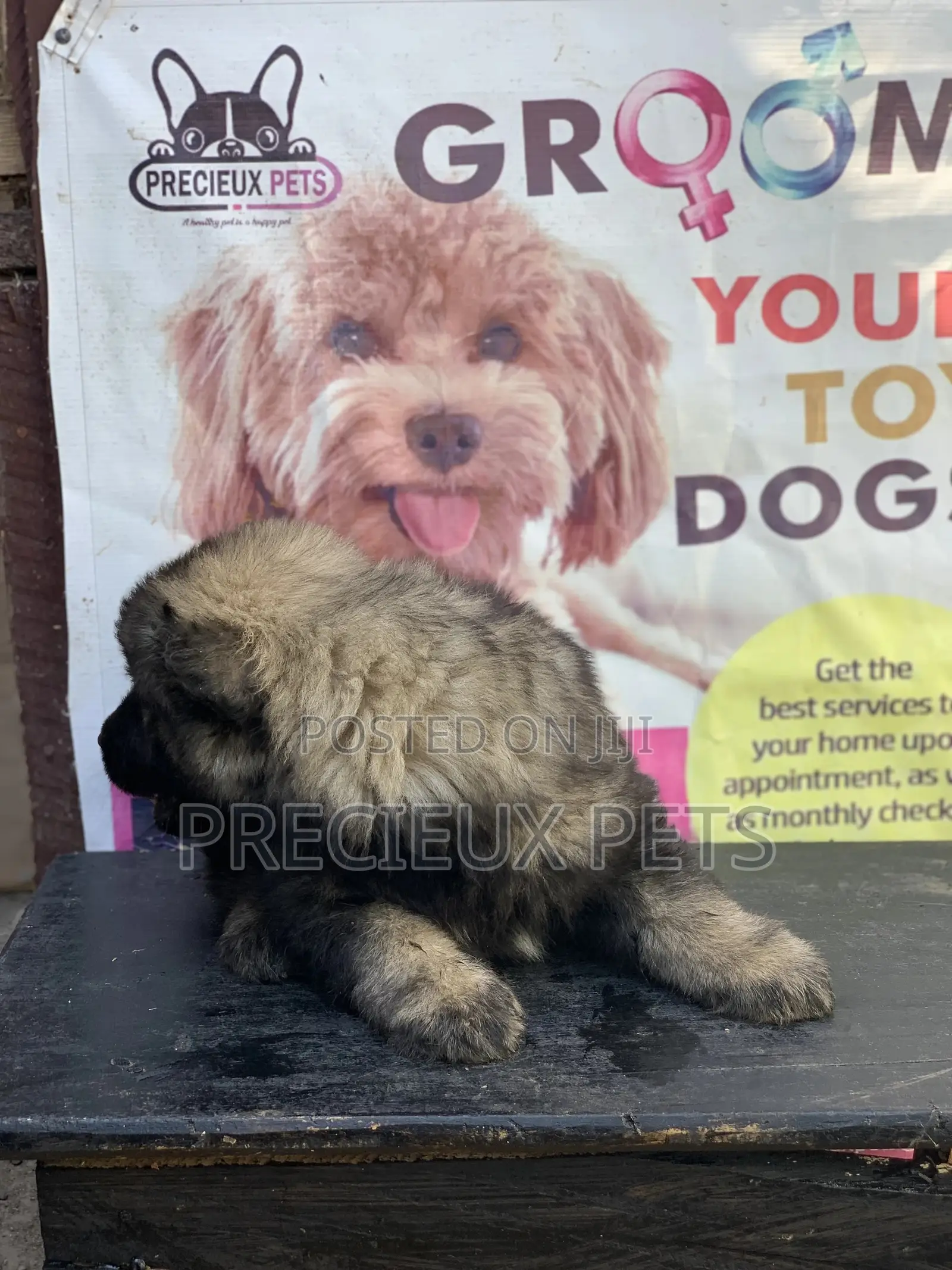 1-3 months Female Purebred Caucasian Shepherd
