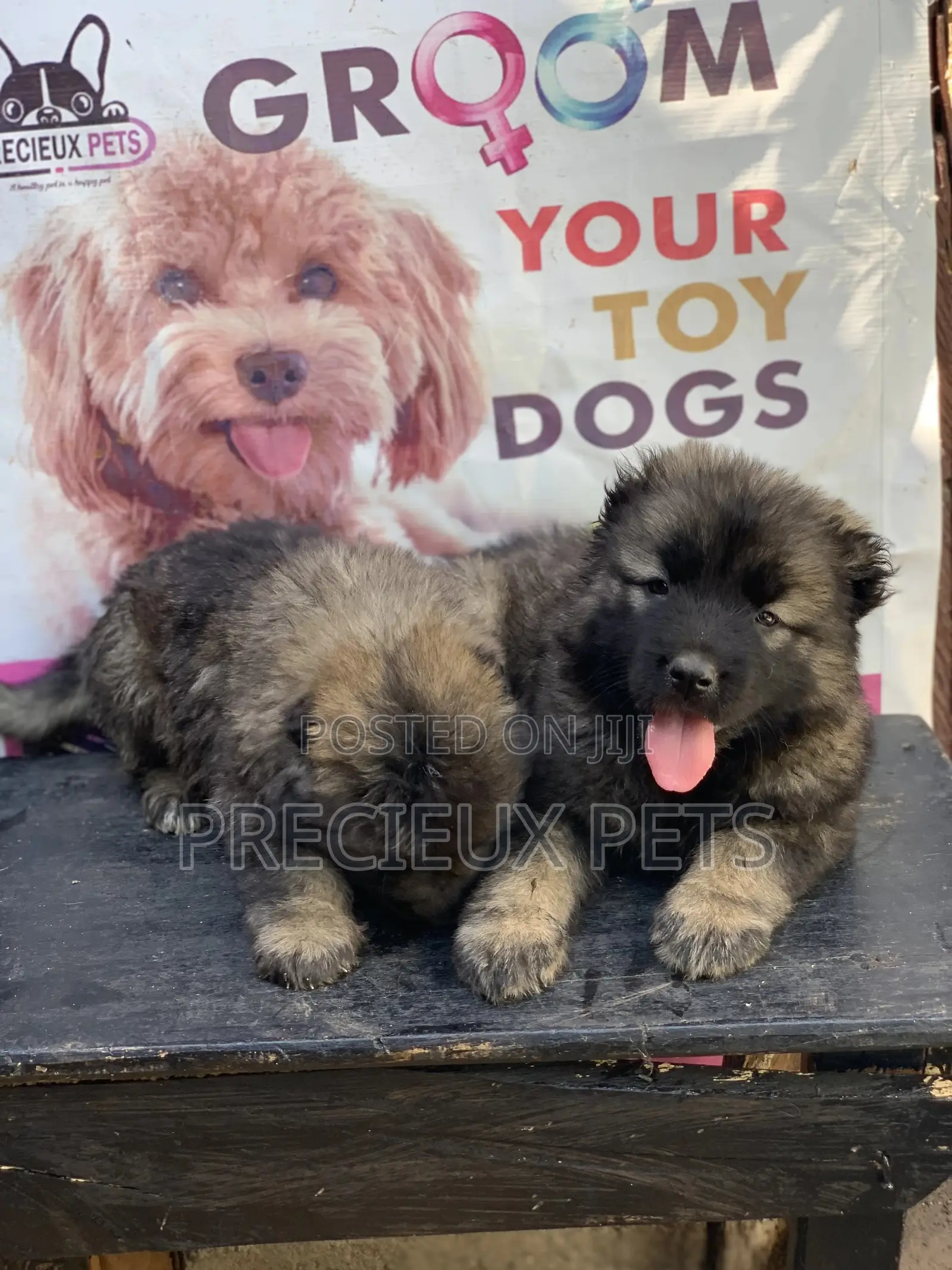 1-3 months Female Purebred Caucasian Shepherd