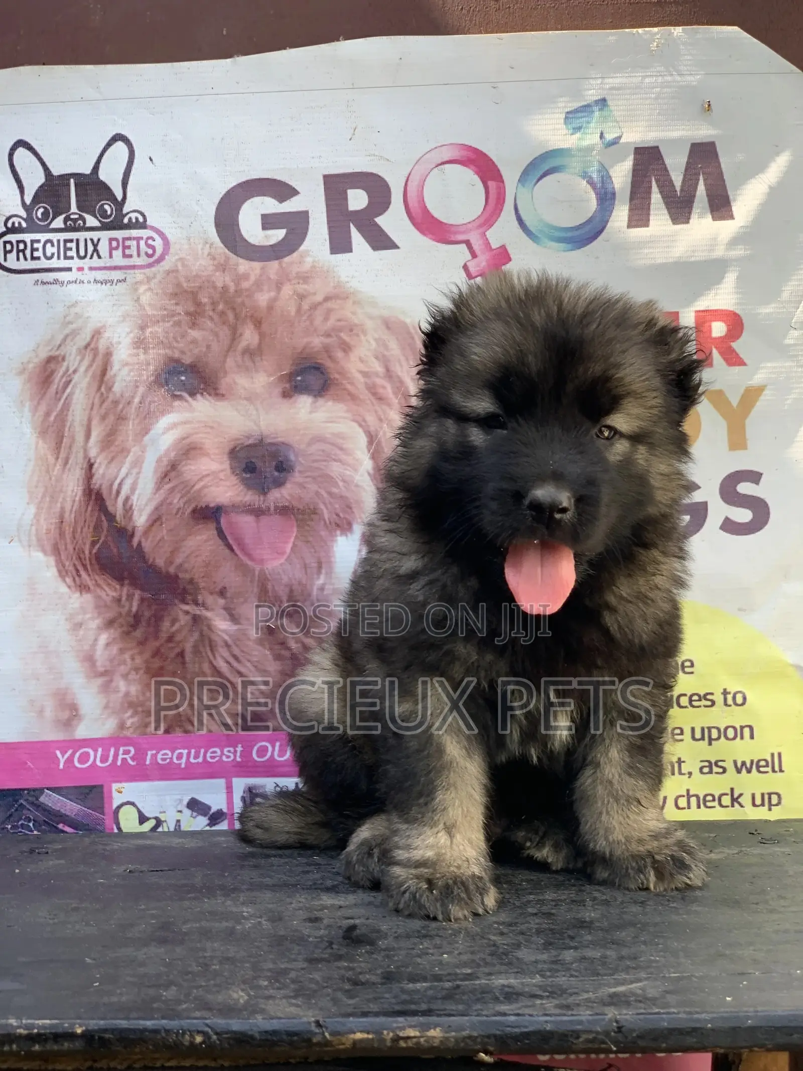 1-3 months Female Purebred Caucasian Shepherd