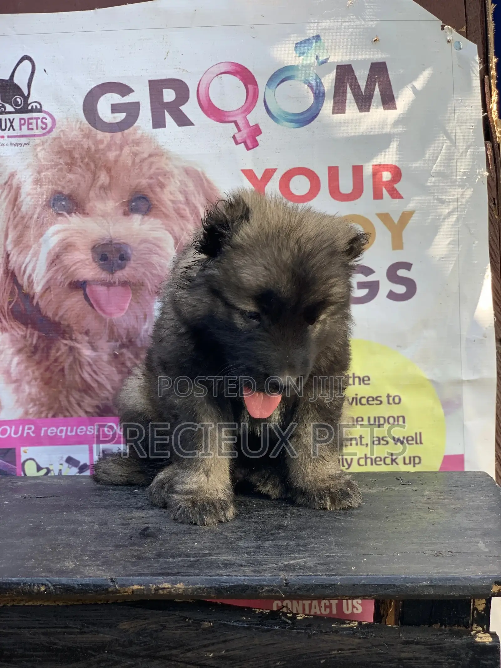 1-3 months Female Purebred Caucasian Shepherd