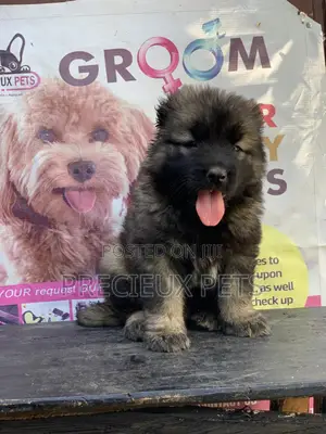 1-3 months Female Purebred Caucasian Shepherd