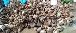 Treated and Non Treated Coconut Fiber and Bio Enzymes