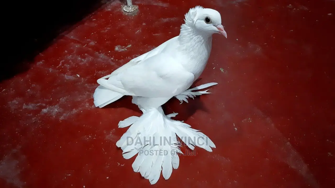 Indian Loton Pigeons