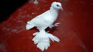 Indian Loton Pigeons