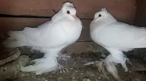 Indian Loton Pigeons