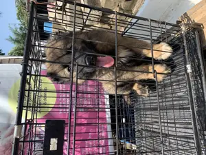 1-3 Months Male Purebred Caucasian Shepherd