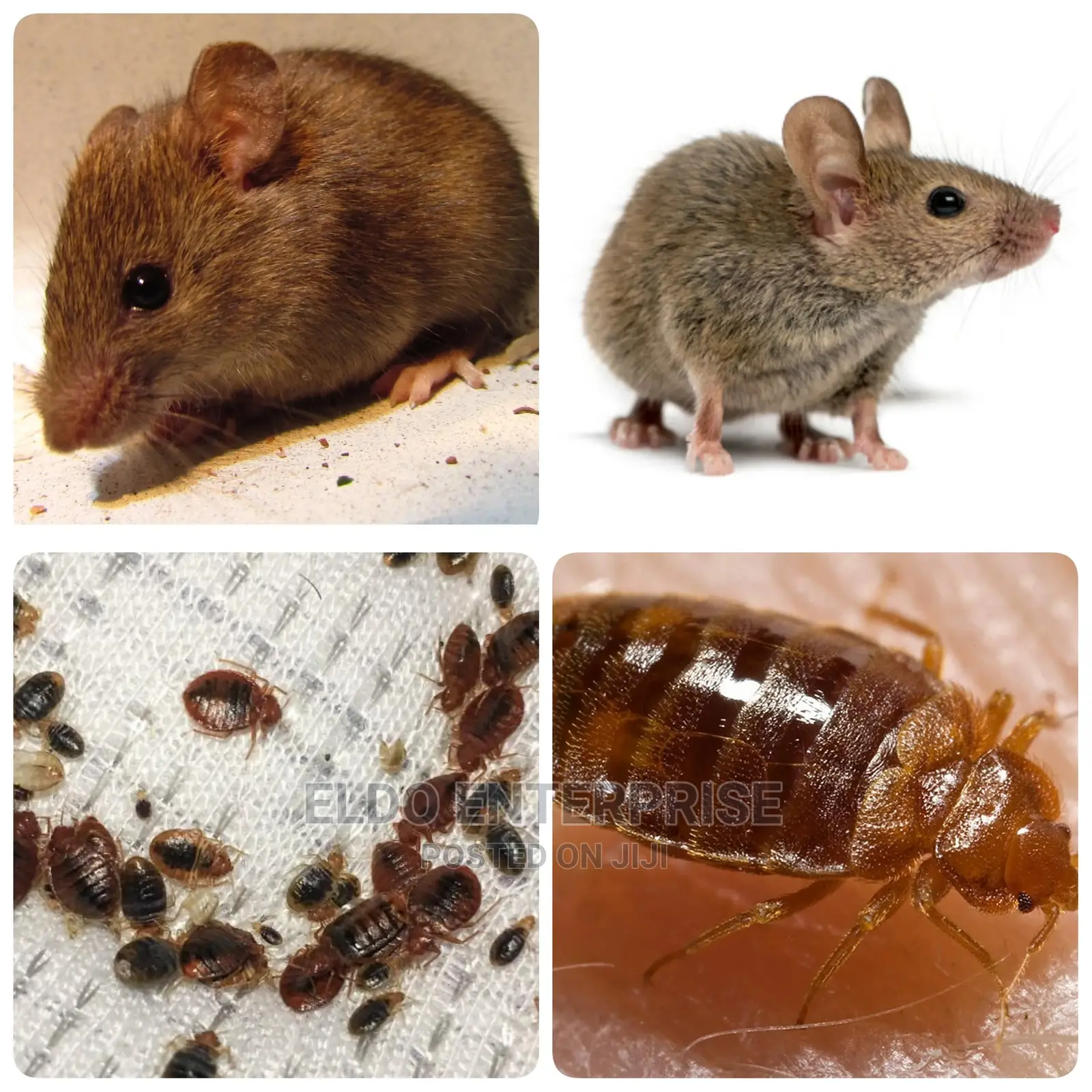Bed Bugs And Mouse Funimation