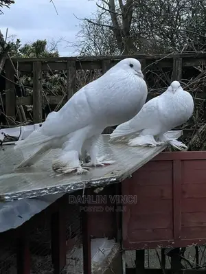 Pomeranian Pouter Pigeons