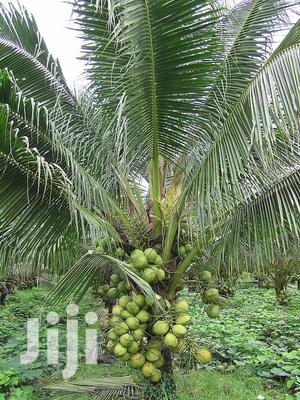 Malaysian Dwarf Coconut and Hybrid Seedlings for Sale