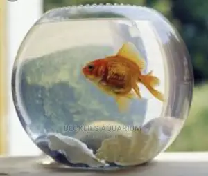 Mini Fish Bowl With Fish