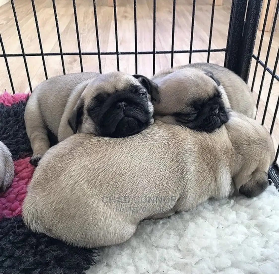 1-3 Month Male Purebred Pug