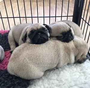 1-3 Month Male Purebred Pug