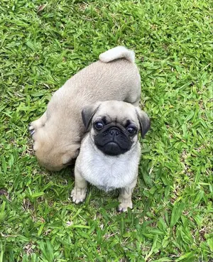 1-3 Month Male Purebred Pug