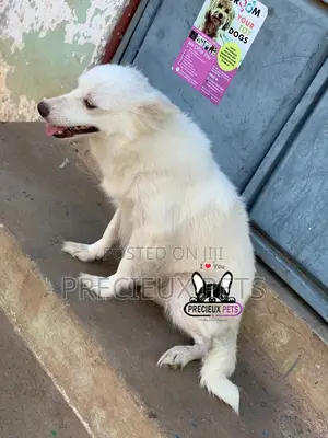 1+ year Female Purebred American Eskimo