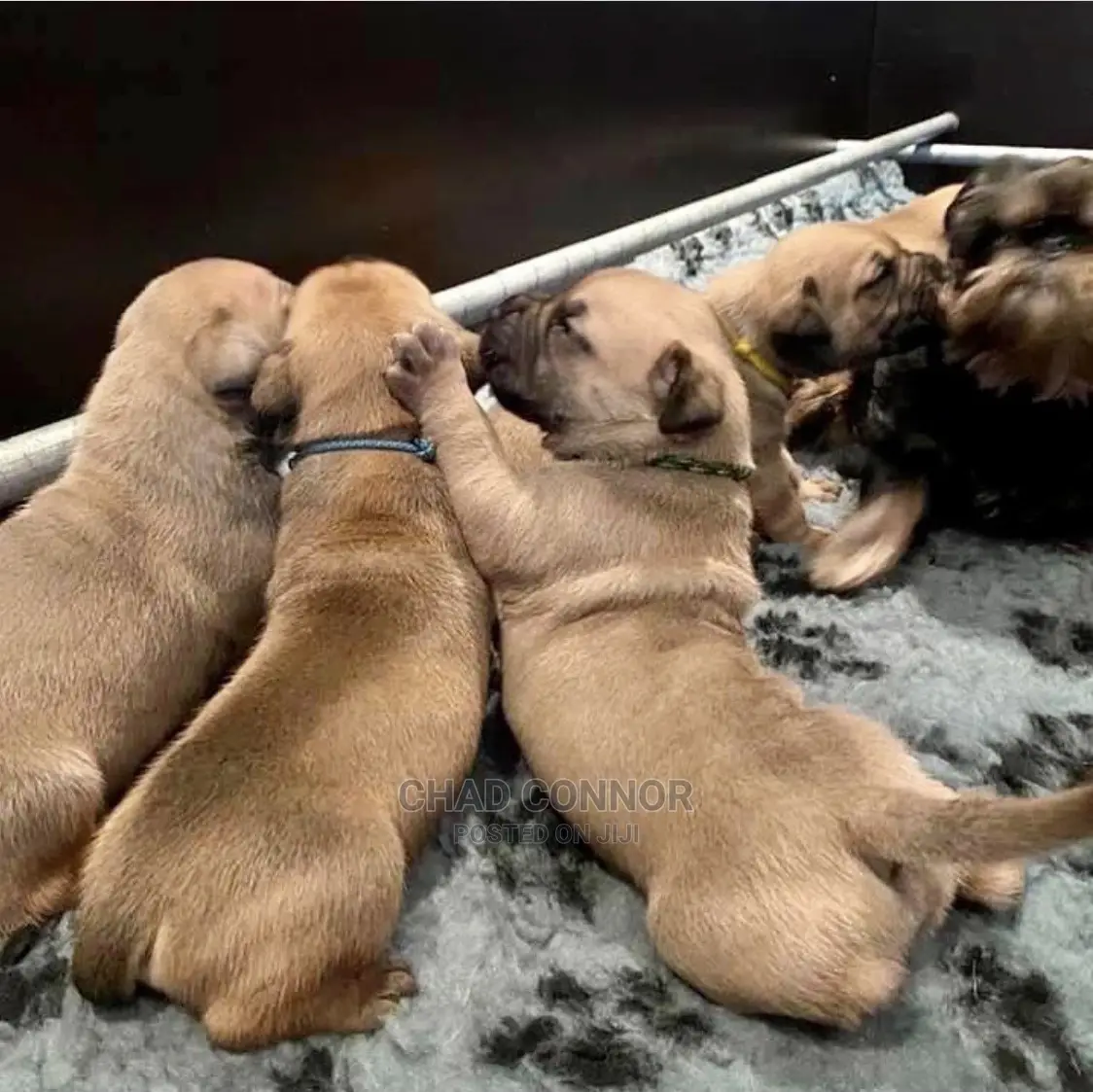 1-3 months Male Purebred Boerboel