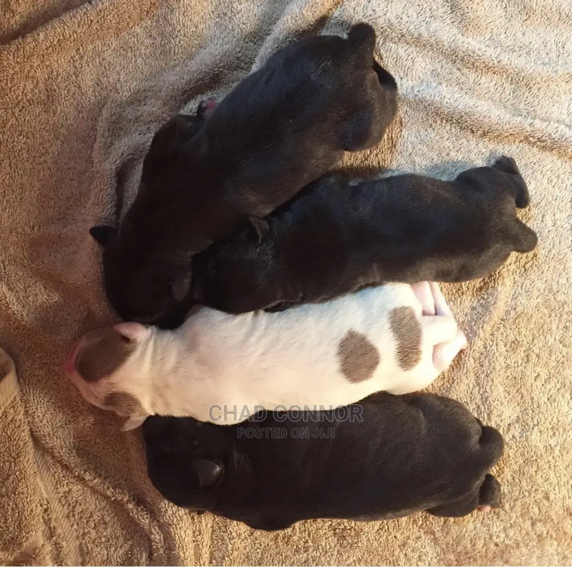 1-3 months Male Purebred American Pit Bull Terrier