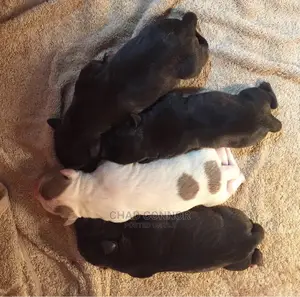 1-3 months Male Purebred American Pit Bull Terrier