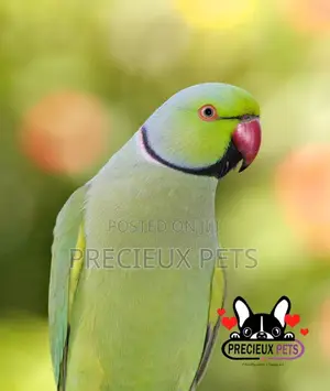 Ringneck Parrot