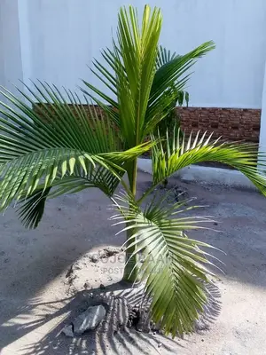 Landscaping and Gardening