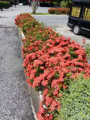Garden and Landscape