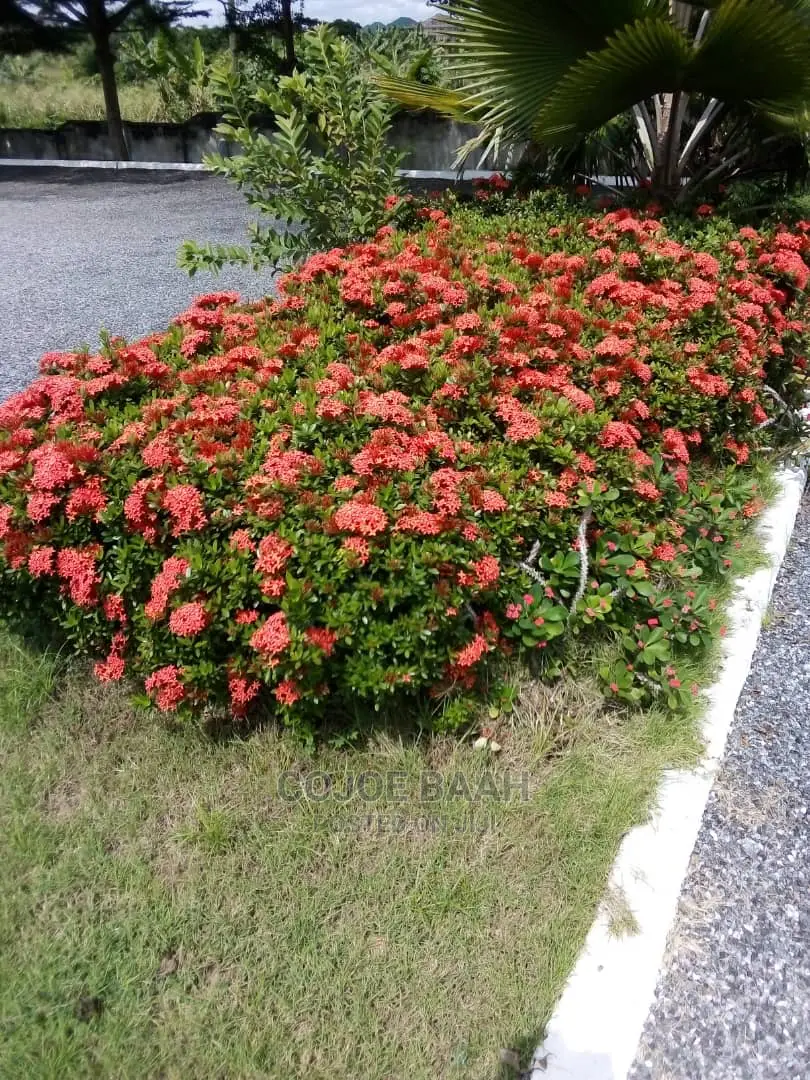 Garden and Landscape