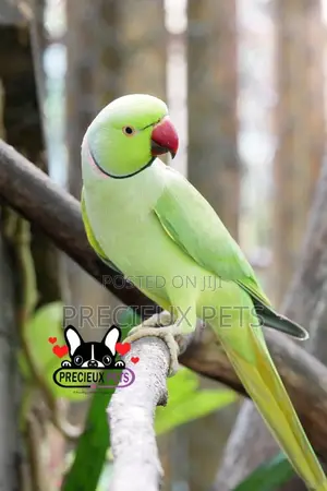 Rose Ringneck Parrot