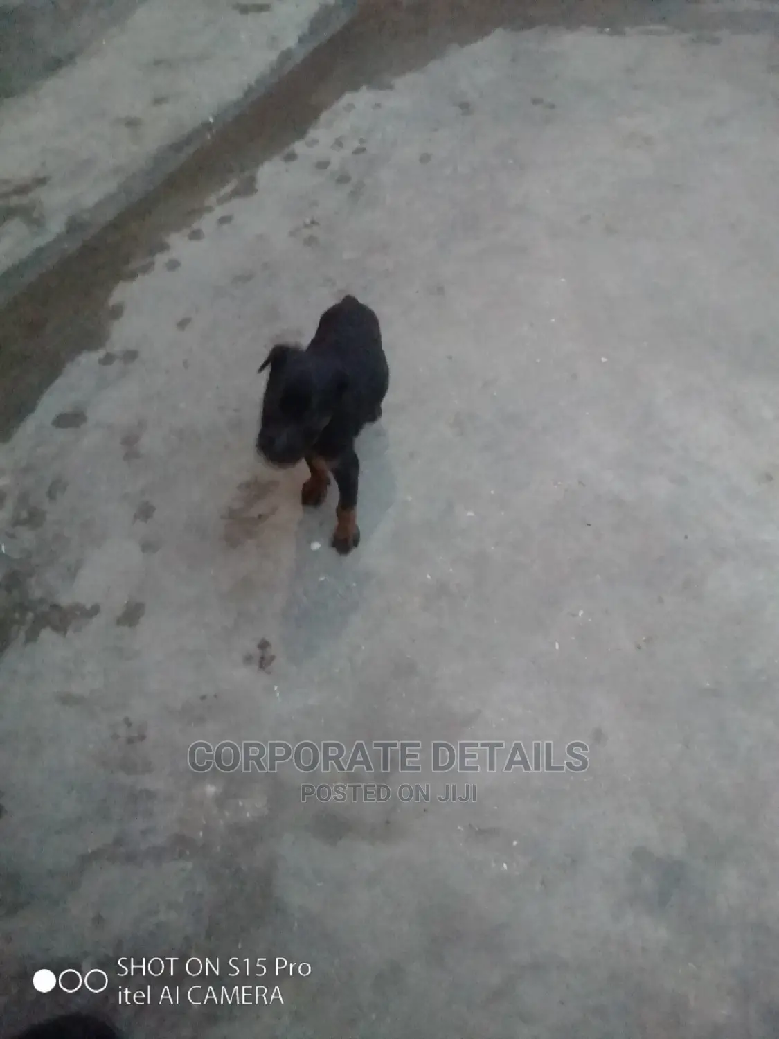 0-1 Month Male Purebred Doberman Pinscher