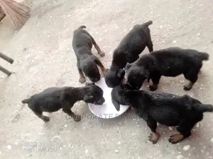 0-1 Month Female Purebred Doberman Pinscher