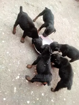 0-1 month Female Purebred Doberman Pinscher