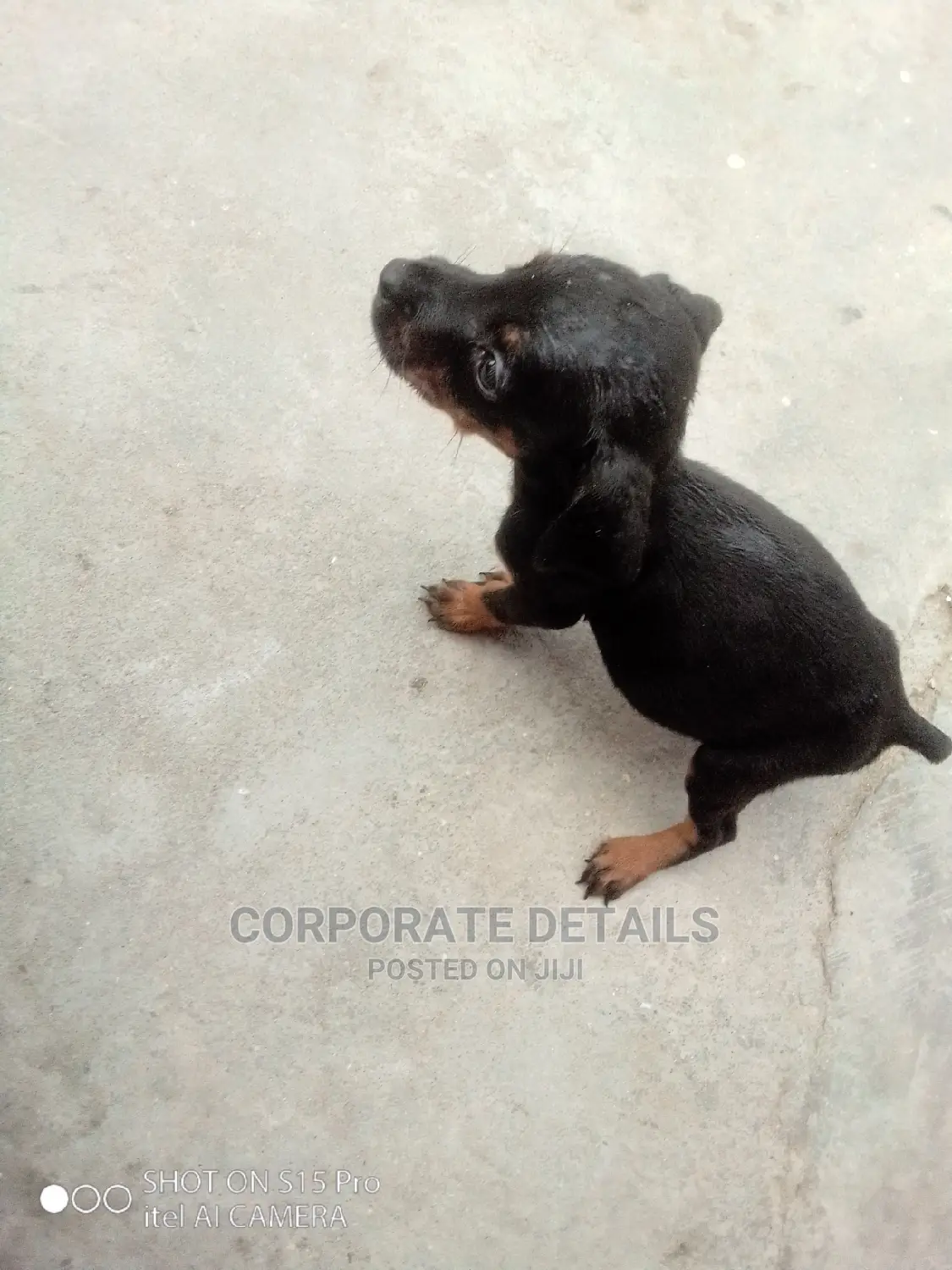 1-3 months Female Purebred Doberman Pinscher