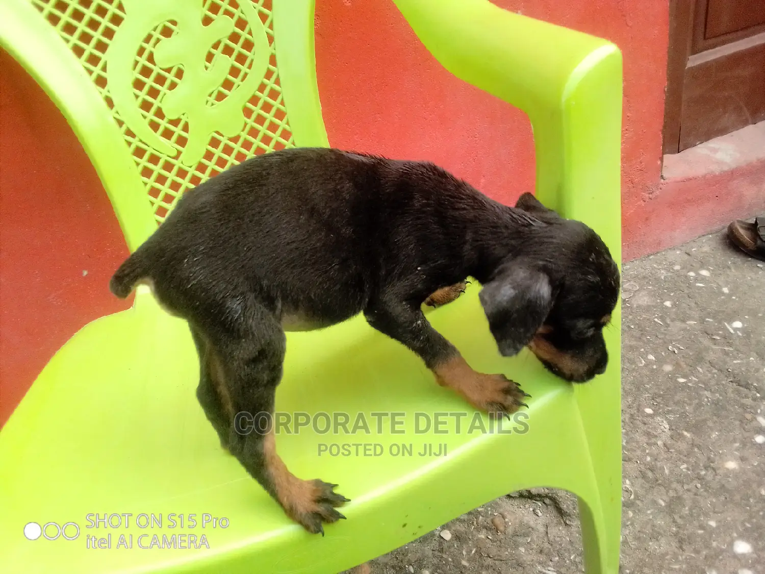 1-3 months Female Purebred Doberman Pinscher
