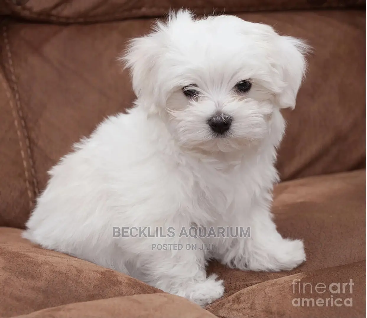 1-3 months Male Purebred Maltese