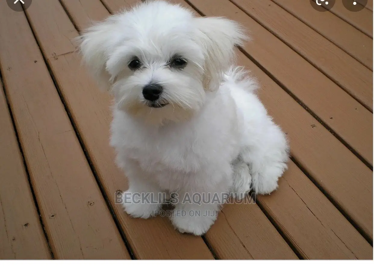 1-3 months Female Purebred Maltese