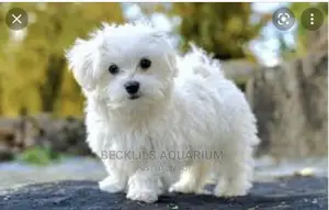 1-3 months Male Purebred Maltese