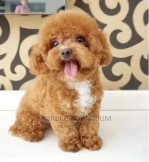 1-3 months Male Purebred Poodle