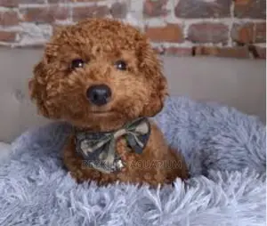 0-1 month Female Purebred Poodle