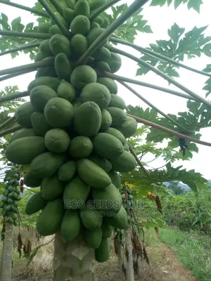 Exotic Pawpaw Seeds