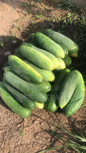 Cucumber Seeds