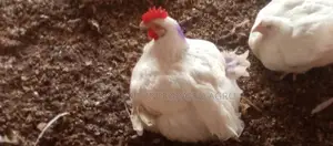 Matured Broilers