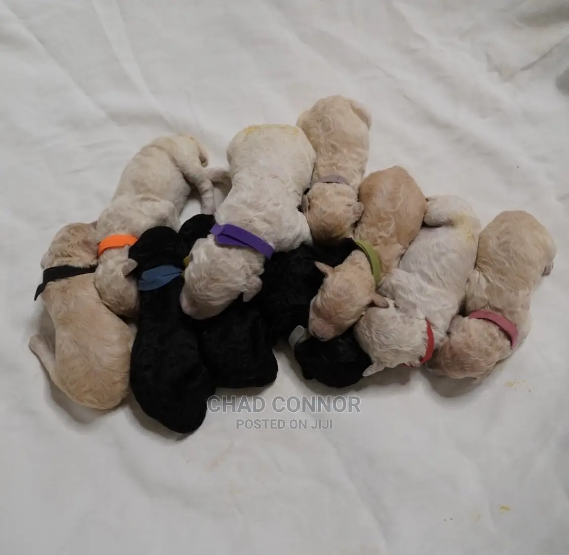 1-3 Months Male Purebred Poodle