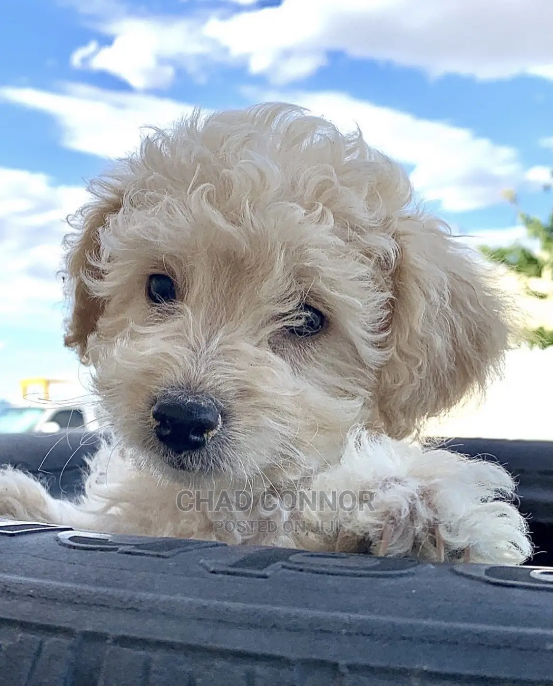 1-3 Months Male Purebred Poodle