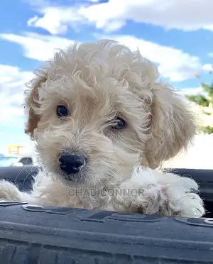 1-3 Months Male Purebred Poodle